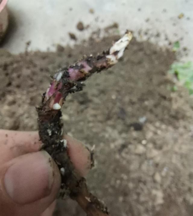 分离出来@菊花分株繁殖,成株快,操作简单易成活