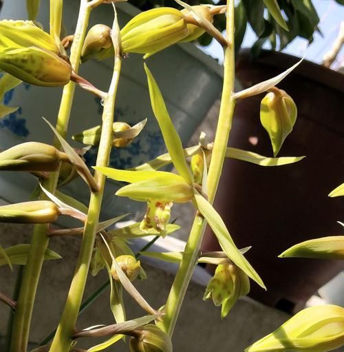  『低温春化』蕙兰还没抽箭就出花苞？蕙兰顺利开花出架的2个要点，不要忽略