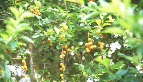  『生长良好』假连翘养好了，花朵、果子都很好看，越是修剪长得越好