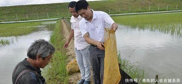 春季，农民在稻田里偷偷养它，现在亩收一万好几