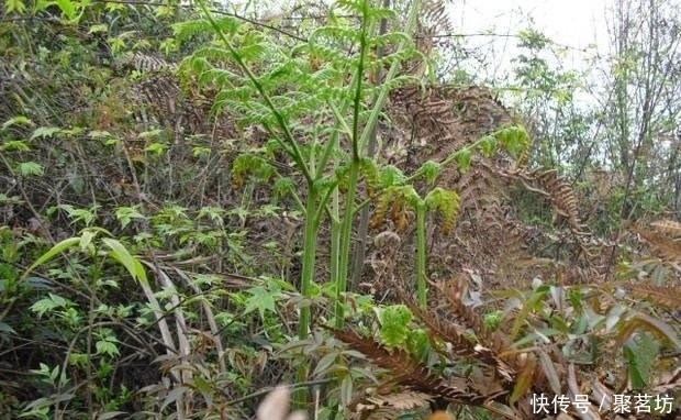 在大山深处，生长着1种植物，人称“山蕨菜”，见到了，是幸运