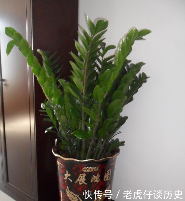  【财树】4大“财树”, 家里一定养几盆, 棵棵是“寓意”植物, 别忽视