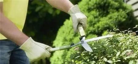  『浇水』三年了，养的植物就是不开花！还分公母？哪里出问题了呢？