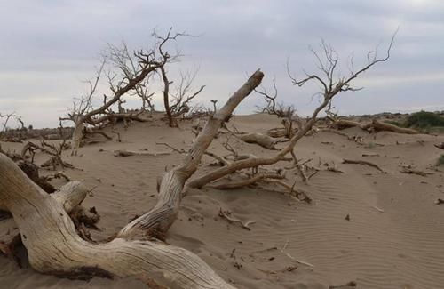 世界上最“失败”的沙漠，本应是黄沙漫天，却到处是湖泊鱼虾成群