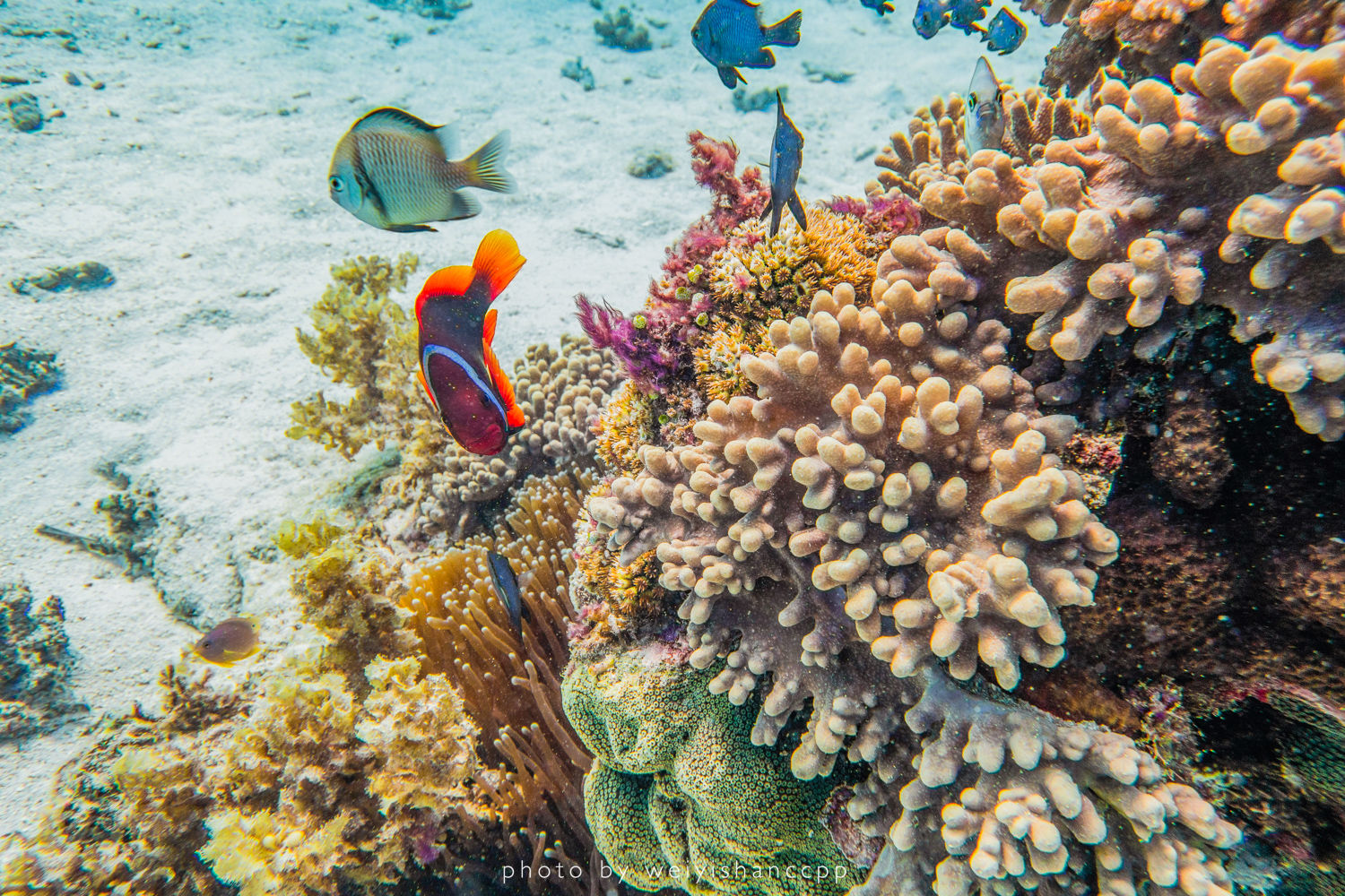 去薄荷岛学自由潜，那是潜入深海的快落呀！