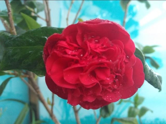  『飞花』花开花谢花飞花满天