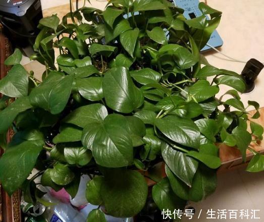  「绿萝」丢“2片药”给绿萝吃，30天长满花盆，叶片油亮，枝叶多！