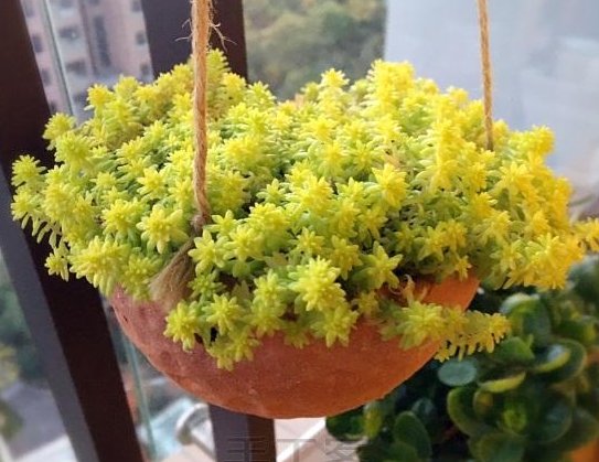  『漂亮』懒人想养花，不妨试试这些不死花，漂亮又好打理，花开繁盛惹人爱