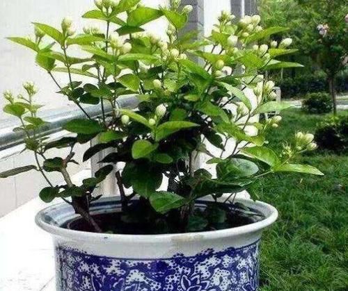  『高温』趁着高温，学会压条繁殖茉莉，可适用于多种植物，1盆变10盆