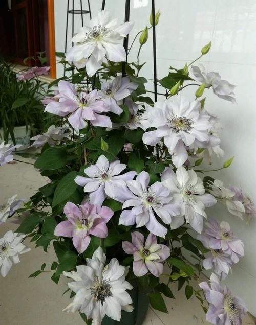  『系列』喜欢菊花，就养盆“盘龙系列菊花”盘龙梦娇，龙飞凤舞，灵动飘逸