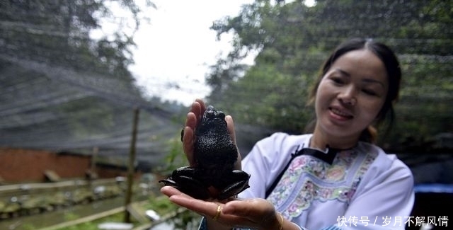  【市场】养殖3年只长2两，市场却卖100元一斤，你敢养殖吗？