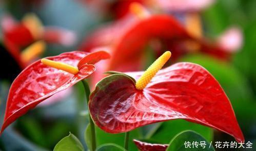 「富贵」3种花忒好养,家里养几盆,花开富贵蓬荜生辉,日子越过越滋润