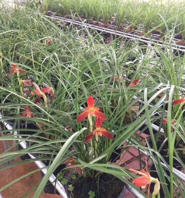  【喜欢】这种兰花没香味爱养的人却不少，名叫红河红，品质高值得养一盆