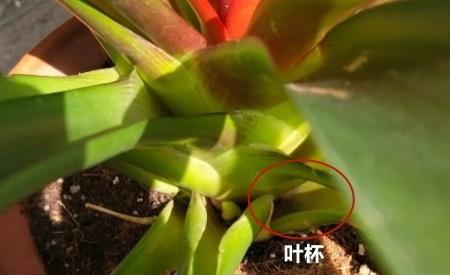 『光照』新手养花,不如养观赏精品:鸿运当头怎么养?