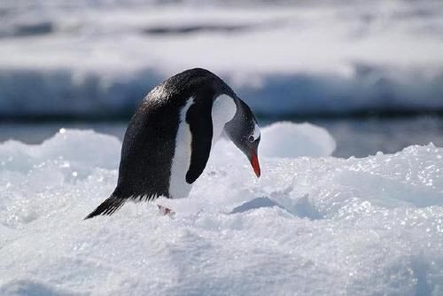 世界最大无主之地，预估石油储量达千亿桶，多国在此建立科考站