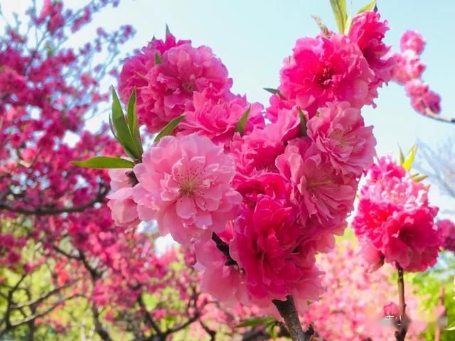  『植物园』走进植物园小编带你识桃花