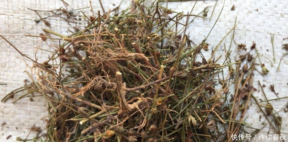  [记得]农村一种草药俗称“降龙草”，长在田边像杂草，看到记得