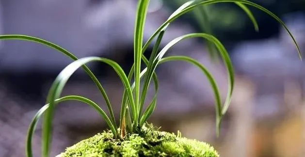  『种植的兰花』服盆期的兰花,可别乱施肥,这样施才安全有效!