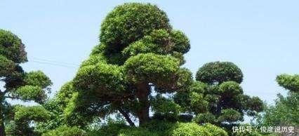  枝条■种棵罗汉松，招财又长寿，嫌太贵自己种，一根枝条就能活！