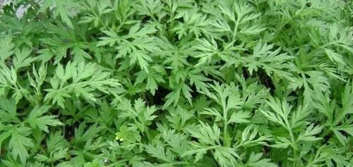  【充足】这“3种”植物，别嫌它“丑”，家里养1盆，能省不少“医药费”