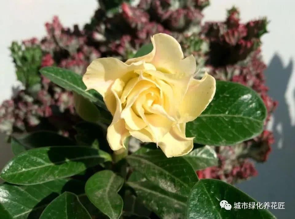  玫瑰：沙漠玫瑰根系似龙爪？做八方根盆景或提根盆景，不浪费完美根系