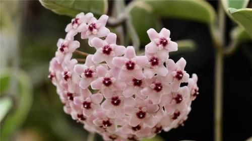  【花期】它是球兰，花期长，颜值高，价值珍贵，请保护