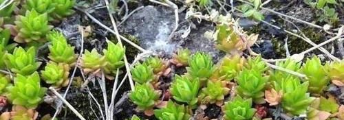  『花盆』长石缝里的小草，看到拔1棵，种花盆，浇水就生长，比吊兰美10倍
