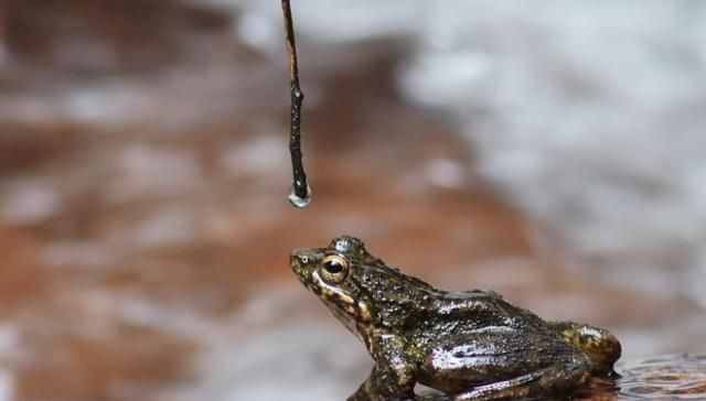  蛙类|石蛙100元一斤，但农民们不太敢养，因为耗费太多