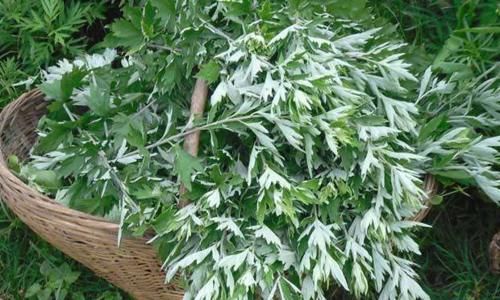  「烧成灰」艾草“烧成灰”抹在身上，收获3个好处，很多人白白浪费