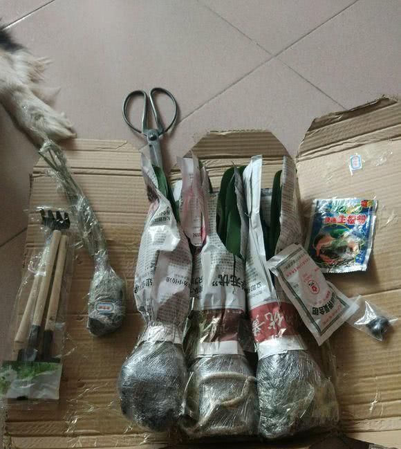  「值钱」天价君子兰真的这么值钱吗，自己养的才是最好的
