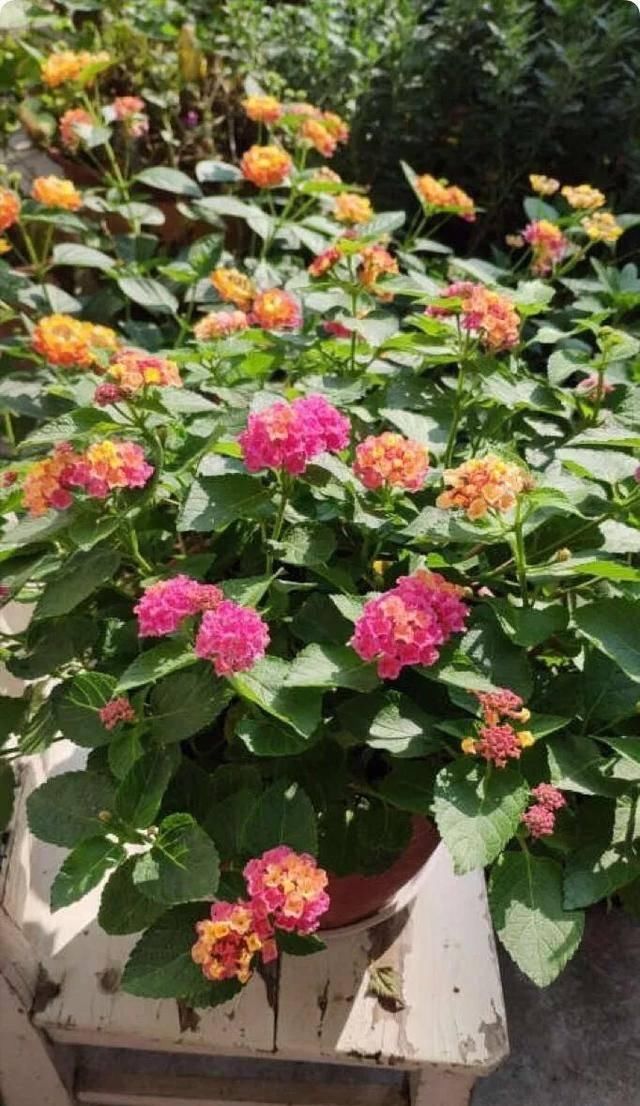  『排水良好』推荐一花多色的5种植物，缤纷多姿