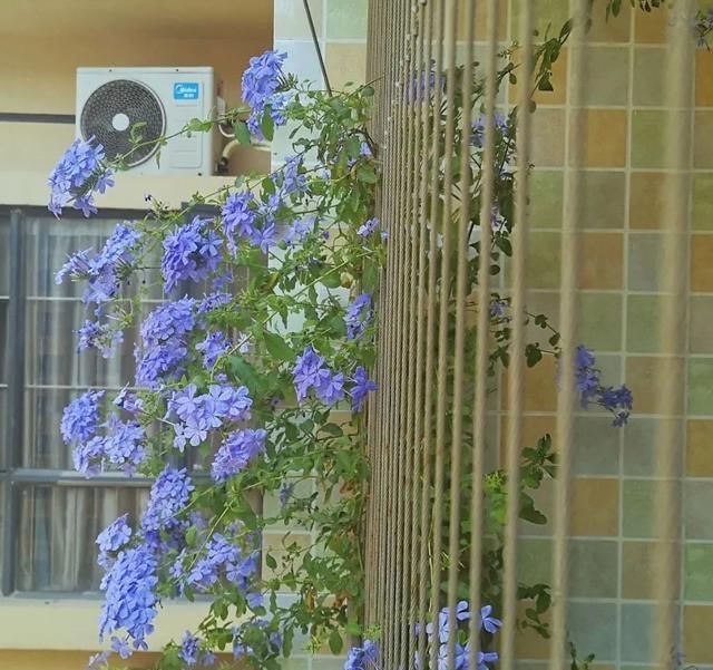 「气根」4月是这7种花的绝佳生长期,房前屋后都爬满!开出一堵花墙!