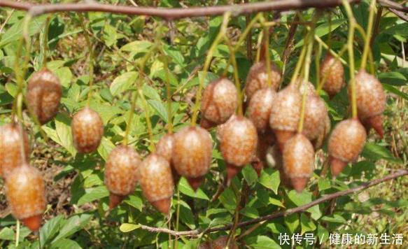 『国家』这种树是江苏特有,果实像秤砣,是国家保护植物,很多人都没见过