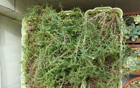  解植物■“养花杀手”养出来的花是什么样子？哈哈哈，笑死我了！