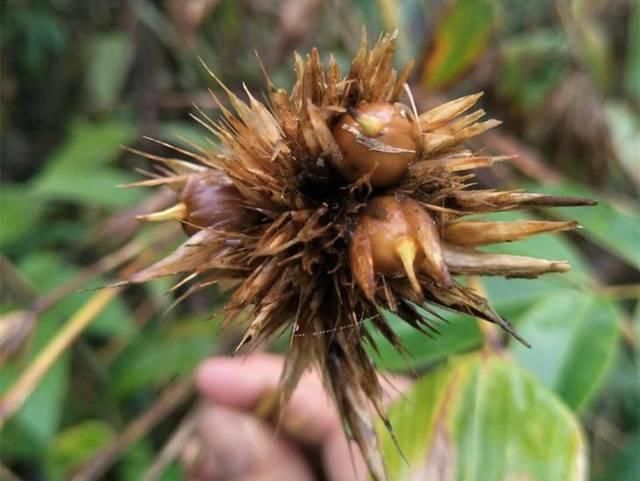  上长@竹子上长出的“大米”，价值珍贵200元一斤，但农民却怕它出现