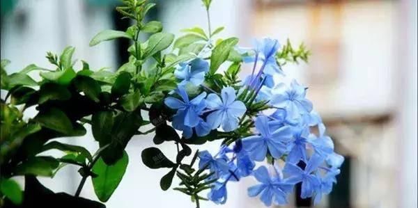  【搜罗】史上最全“懒人植物”大搜罗，看看哪盆才是你的心头好
