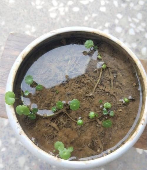  『花盆』河边捞点铜钱草，“半水半土”养，30天迅速长满花盆，贼好养