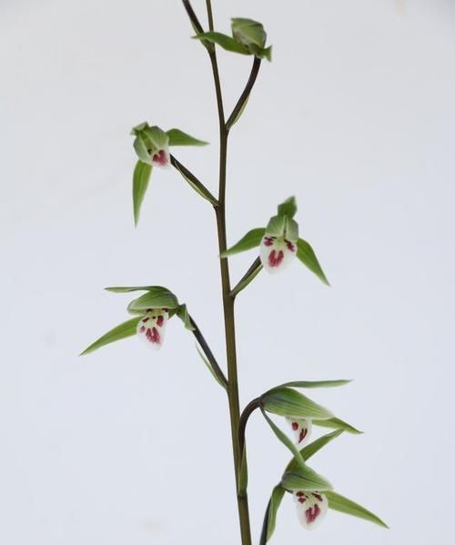  优点■集众多优点于一身的兰花，花型飘逸，香味顶级，即可赏叶也能观花
