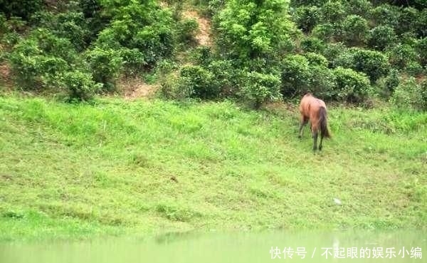  顾不上：野河钓鲫，环境优美，恰似人间天堂，却遭遇“电工”洗劫