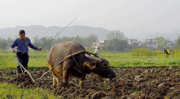  「淡定」在农村，若一年能净存5万元是什么样的水平？看完不淡定了