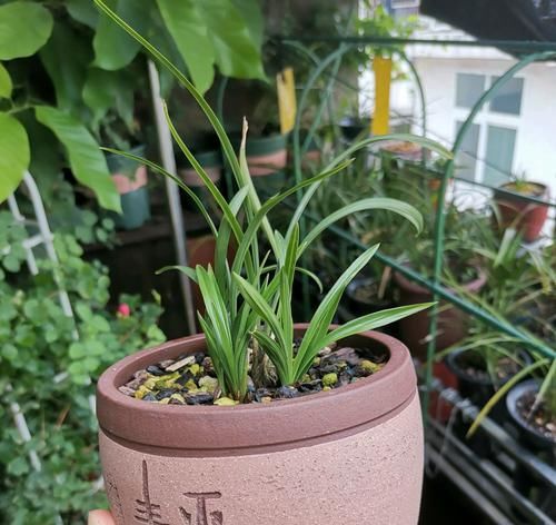  『把握』新手养兰花，把握几个关键点，兰花不黄叶烂根易出水晶头