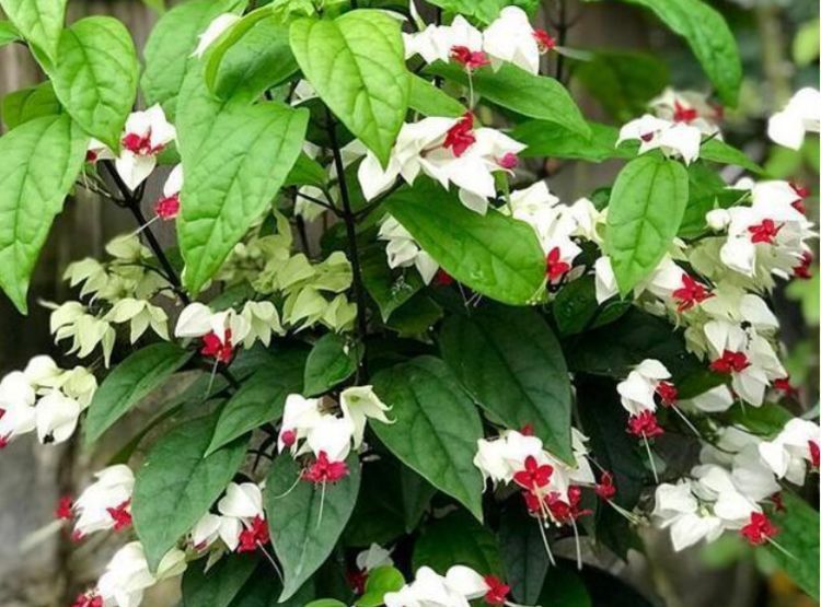 #长春花#4种花被称为“开花王”,沾土就活,轻松开爆盆,四季有花赏!