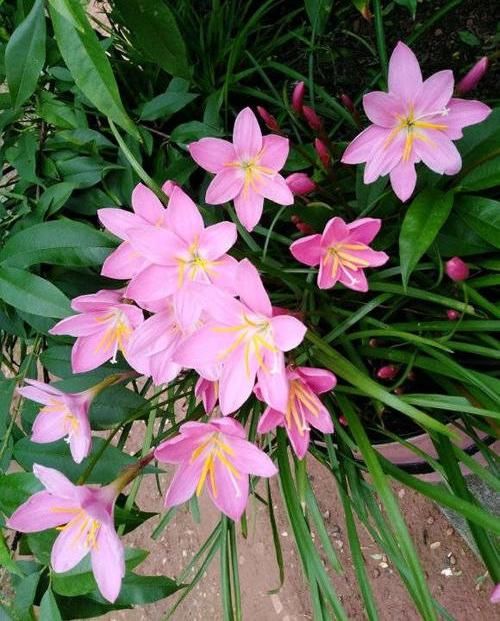  「花友」风雨兰开花少？丢在外面“多淋雨”，花箭窜满天，1球开出6朵花