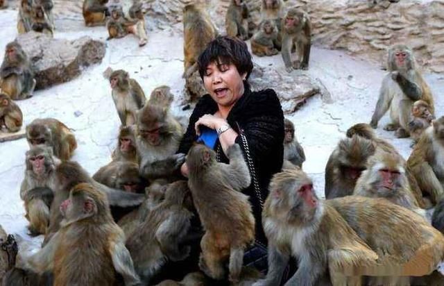 景区猴子撕扯游客背包翻零食，无底线纵容，还是该制止？