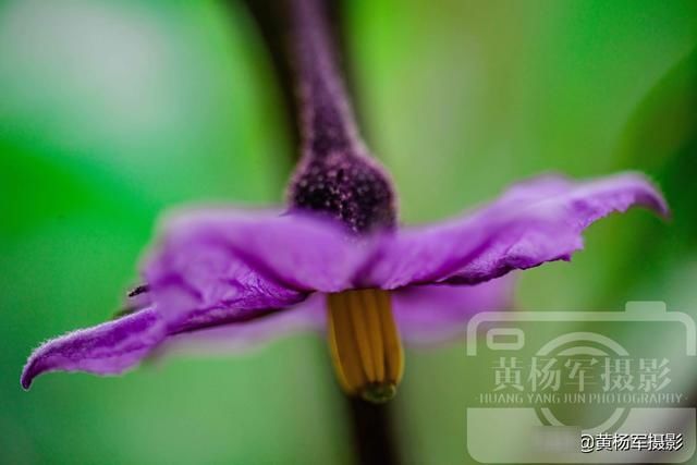  淡紫色的茄：茄子花开的娇美，乡村菜园夏日美丽熟悉的花