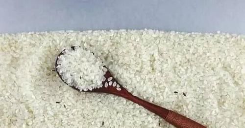  『花椒』米虫最怕它，米袋里放一点，大米不长虫！