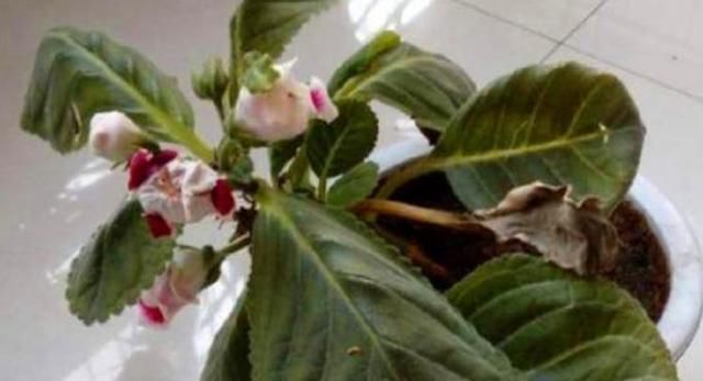  「植物」有3种植物，很多人喜欢养，但夏天别让它淋雨，容易出问题养不好
