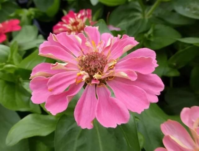 「充足的光照」容易开花、耐养、易繁殖的7种盆栽植物，光照充足的阳台多种几盆
