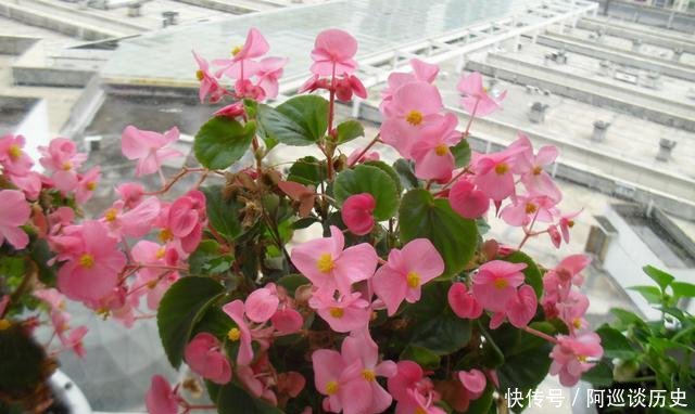 「值得」花期最长的盆栽花,一年四季花不断,被誉为开花机器,很值得拥有