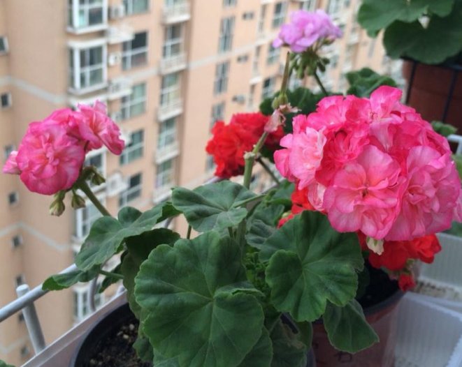  邻居@她家阳台只养一种花，一开就是200天，邻居看来都羡慕！